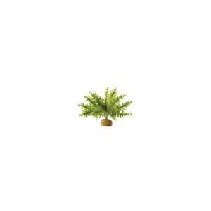 Ormbunke Liten Regnskogsväxt Exoterra