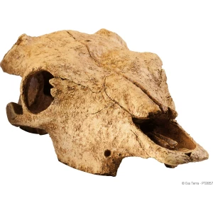 Grotta Buffel Kranium Exoterra