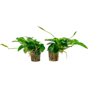 Anubias Nana 5cm